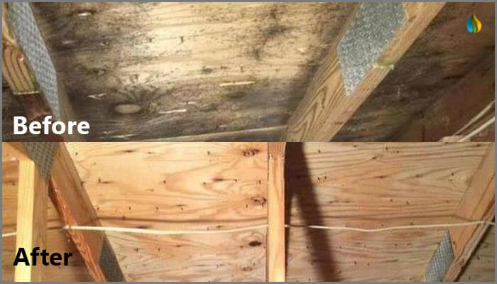 water mold and fire